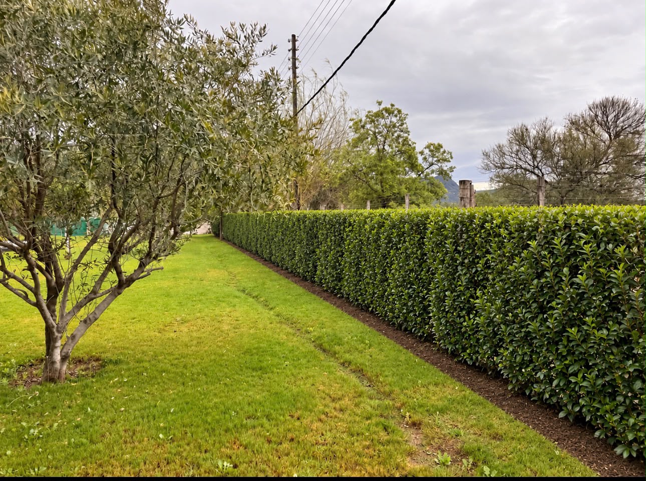 Clipped boundary hedge beside a lawn and olive tree