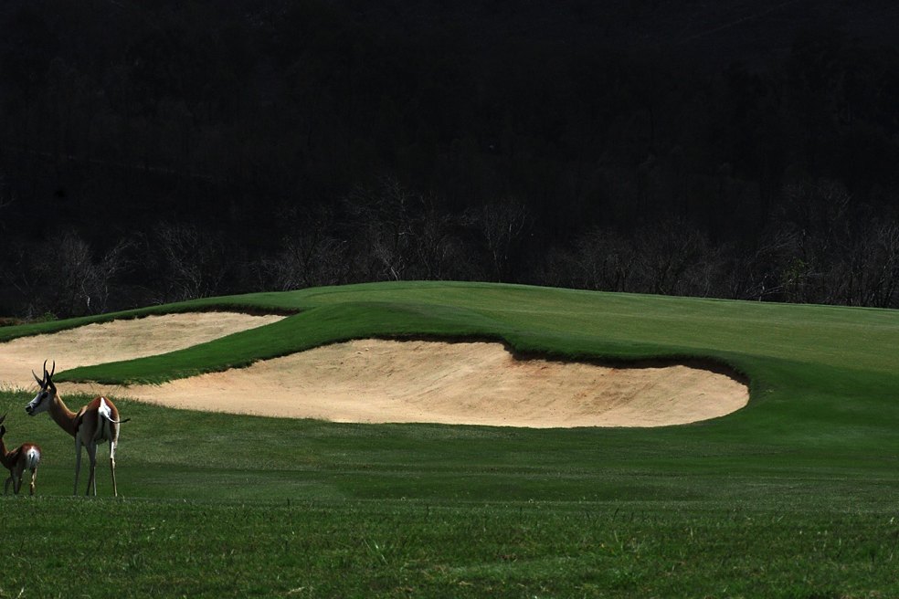 Springbok beside a greenside bunker